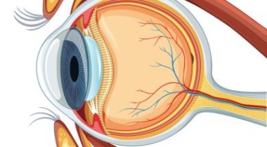 Diagram of a healthy eye. Cataract Surgery available at KIMS Hospital, Maidstone.